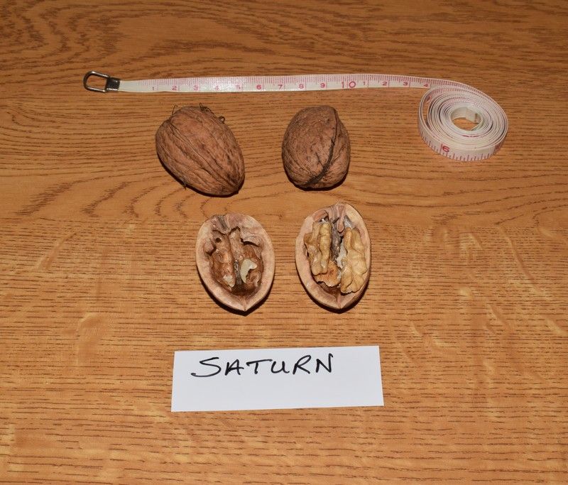 Saturn
