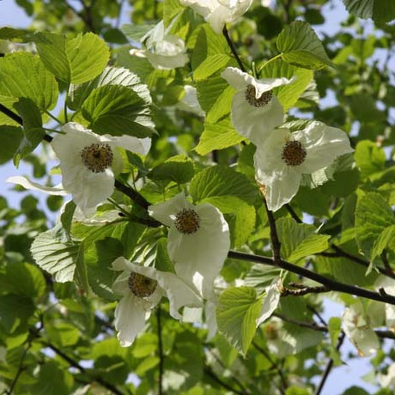 Davidia involucrata
