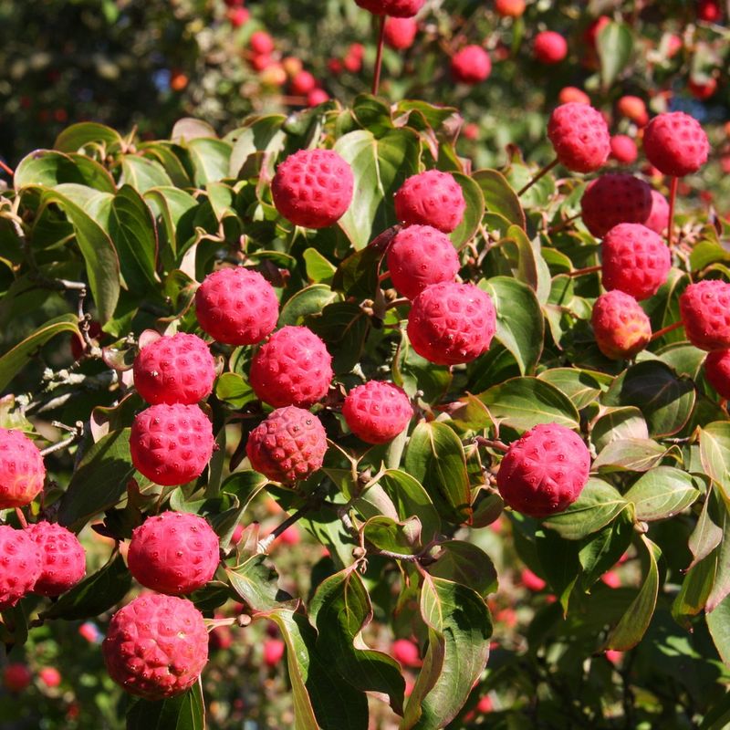 Cornus kousa var. chinensis