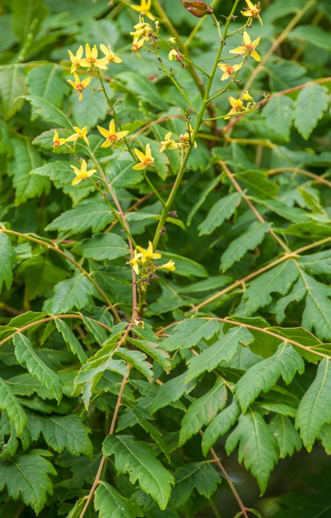 Koelreuteria (Golden Rain Tree)
