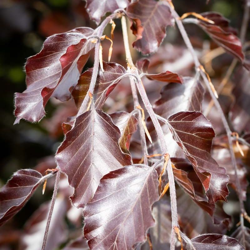 Fagus sylvatica 'Riversii'