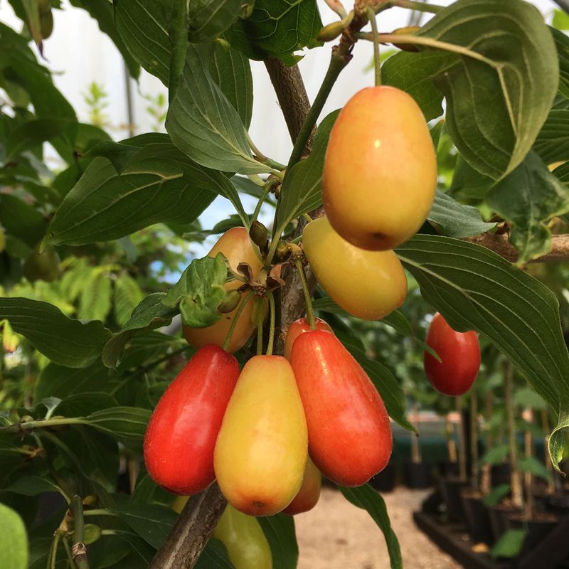 Cornelian Cherry (Cornus) mas Jolico