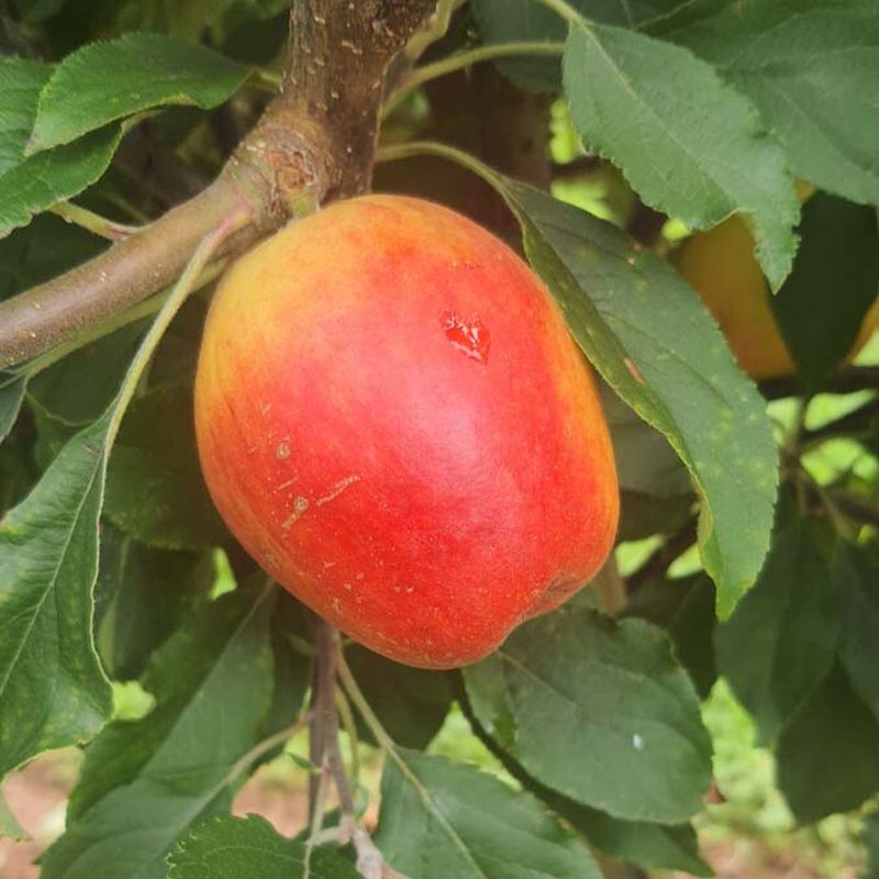 Apple Oaken Pin