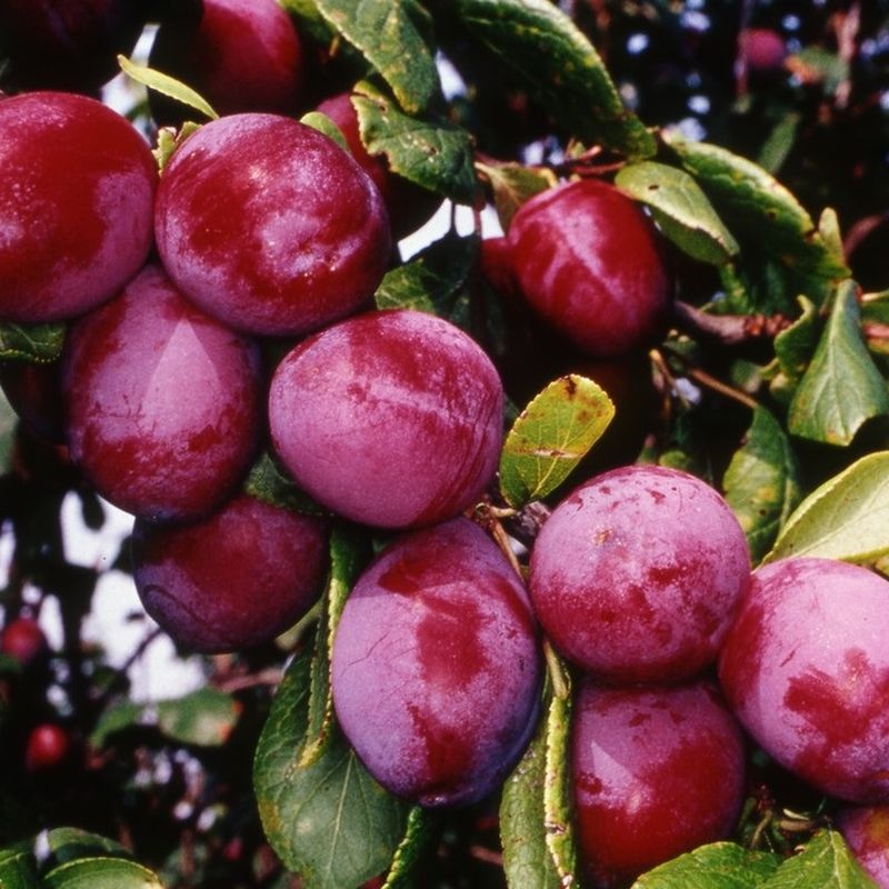Blaisdon Red 1