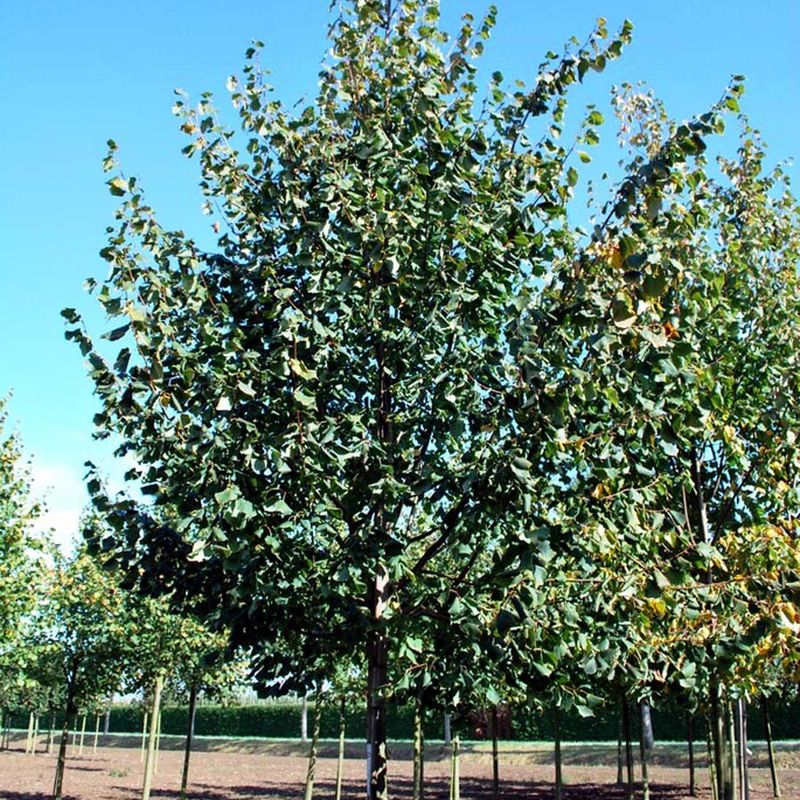 Tilia cordata 'Greenspire' 1