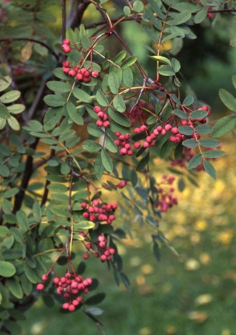 Sorbus carmesina 'Emberglow'