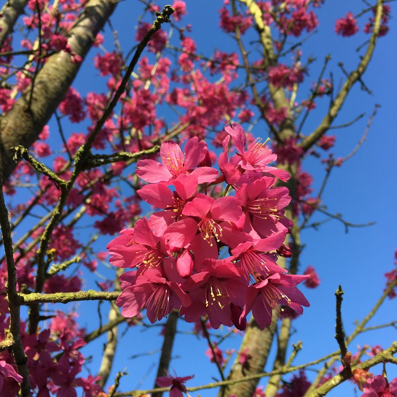 Prunus 'Collingwood Ingram' 