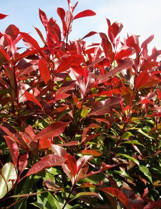 Photinia x fraseri 'Red Robin' 1