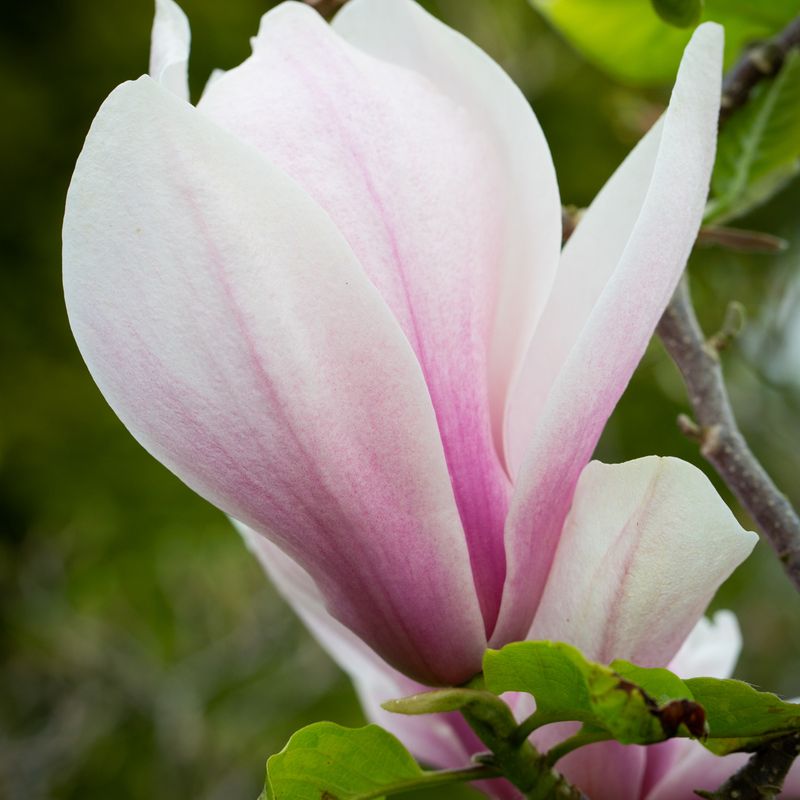 Magnolia 'Big Dude'