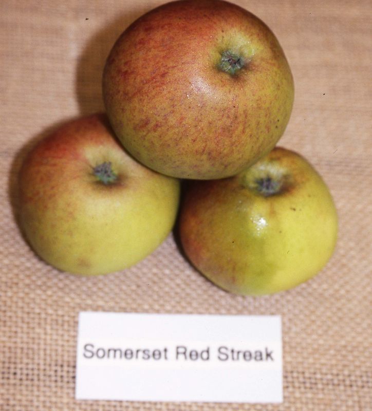Somerset Redstreak 1