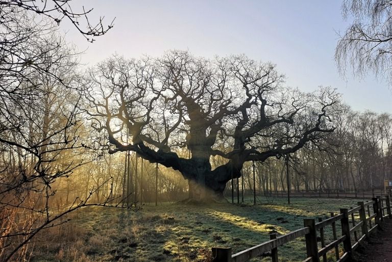 Haunted Trees in Sherwood Forest