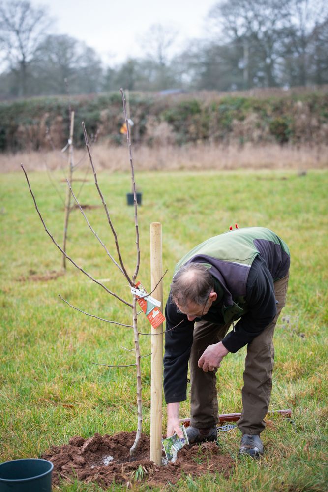 best season for planting trees