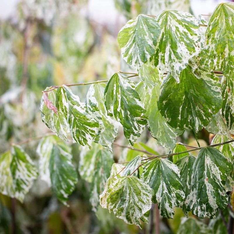 Cercis canadensis 'Alley Cat'