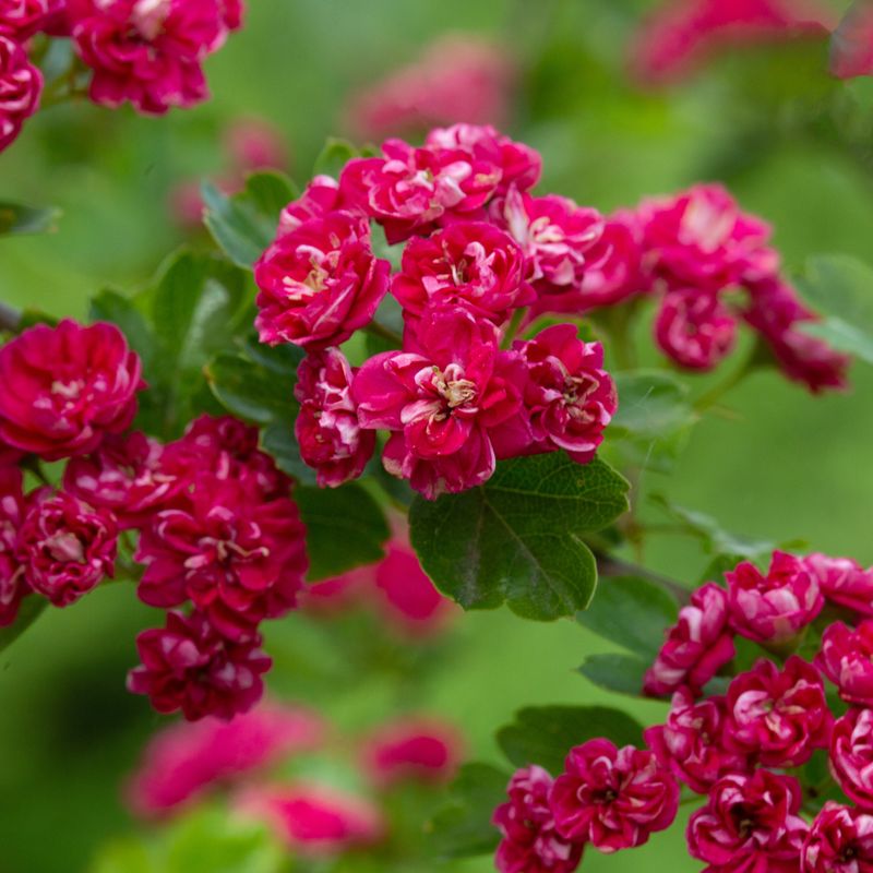 Crataegus Pauls Scarlet