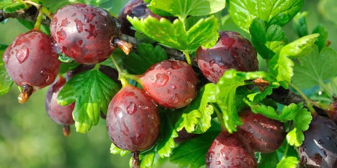 Soft Fruit for Sale