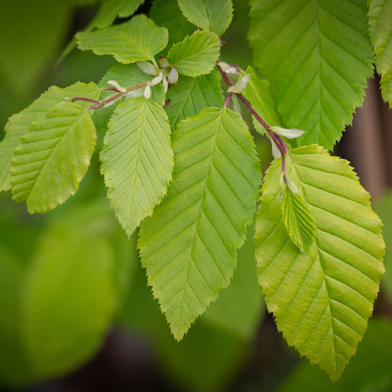 Carpinus betulus 'Chartreuse'® (Carpsim EU27 PBR)