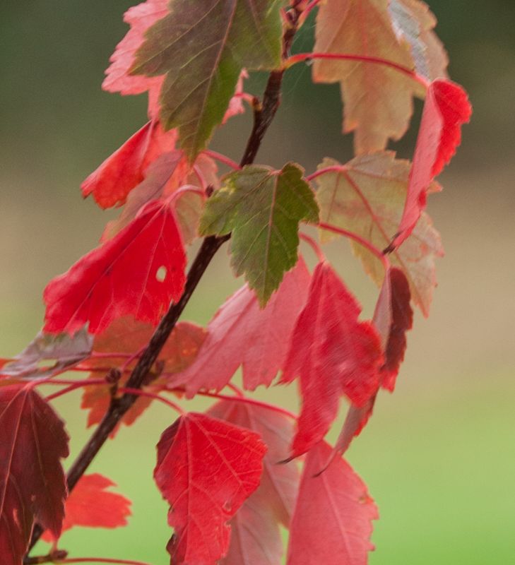 Acer rubrum 'Sun Valley' 1