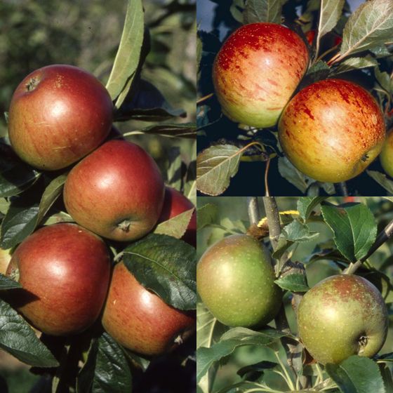 Egremont Russet, Fiesta, Sunset (Family)