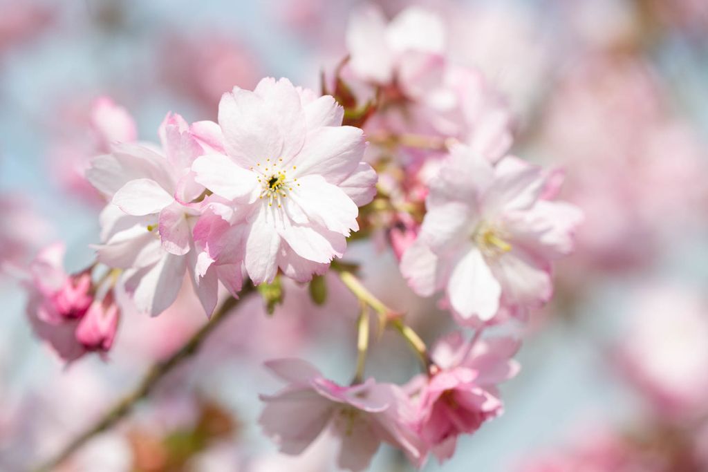 Prunus Beni- yutaka
