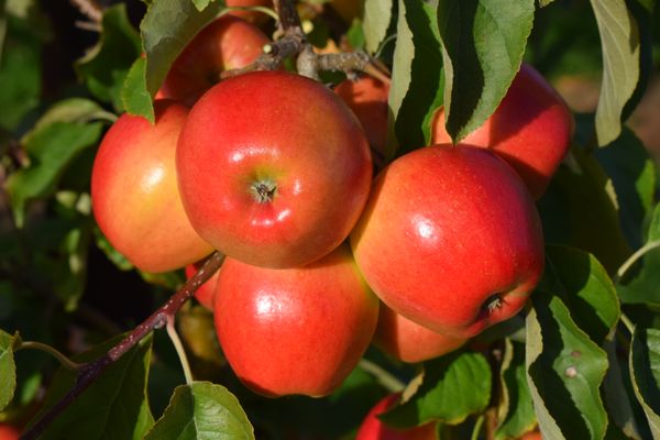 Legacy New Apple to celebrate 125 years
