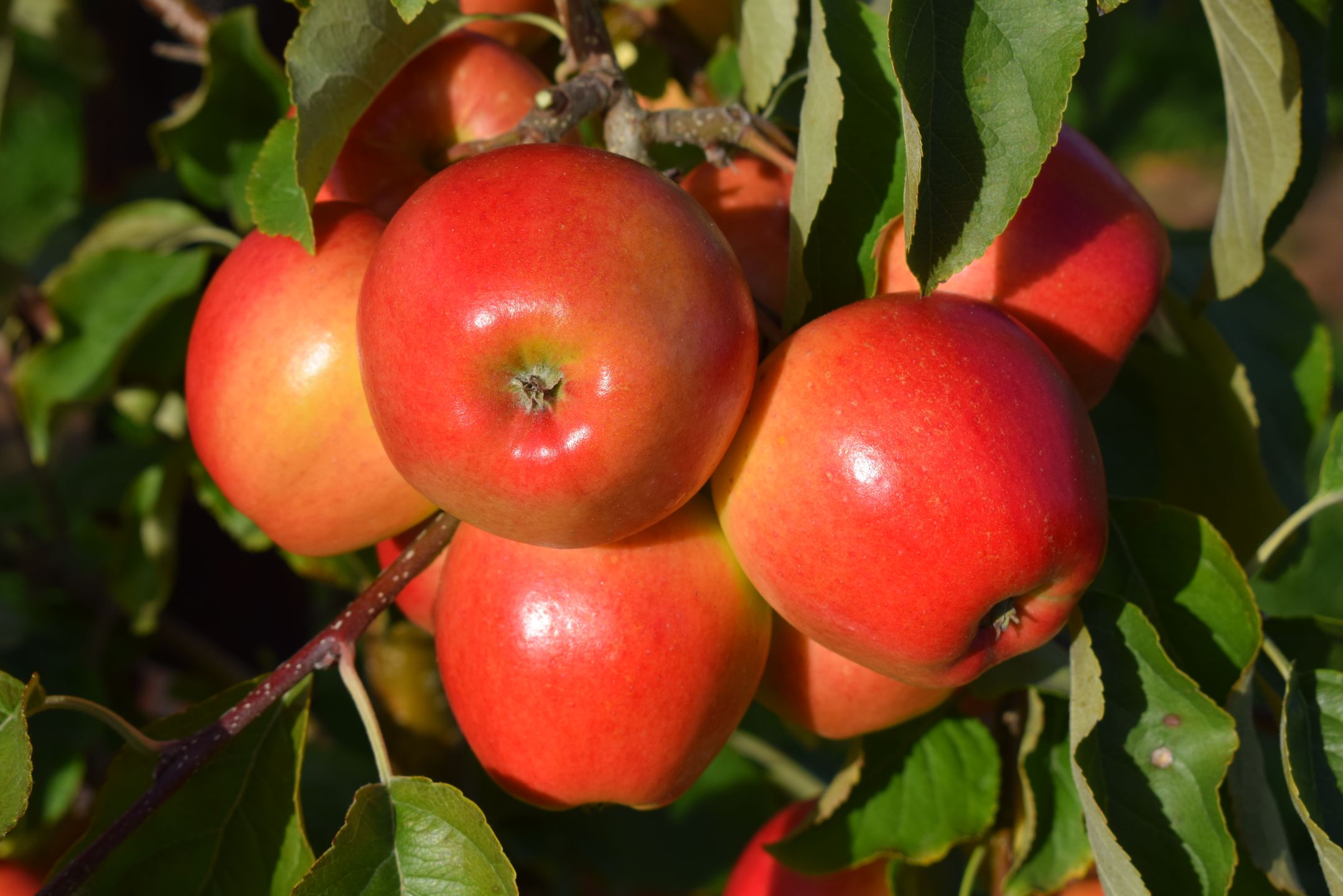 Legacy New Apple to celebrate 125 years