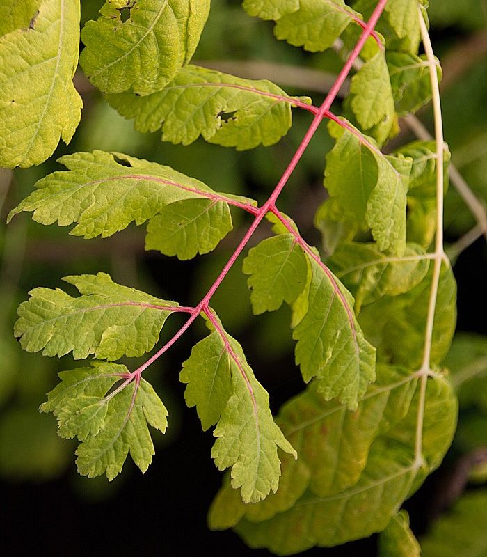 Koelreuteria paniculata 'Coral Sun'