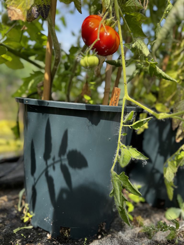 Recycled Pot, an environmentally conscious choice