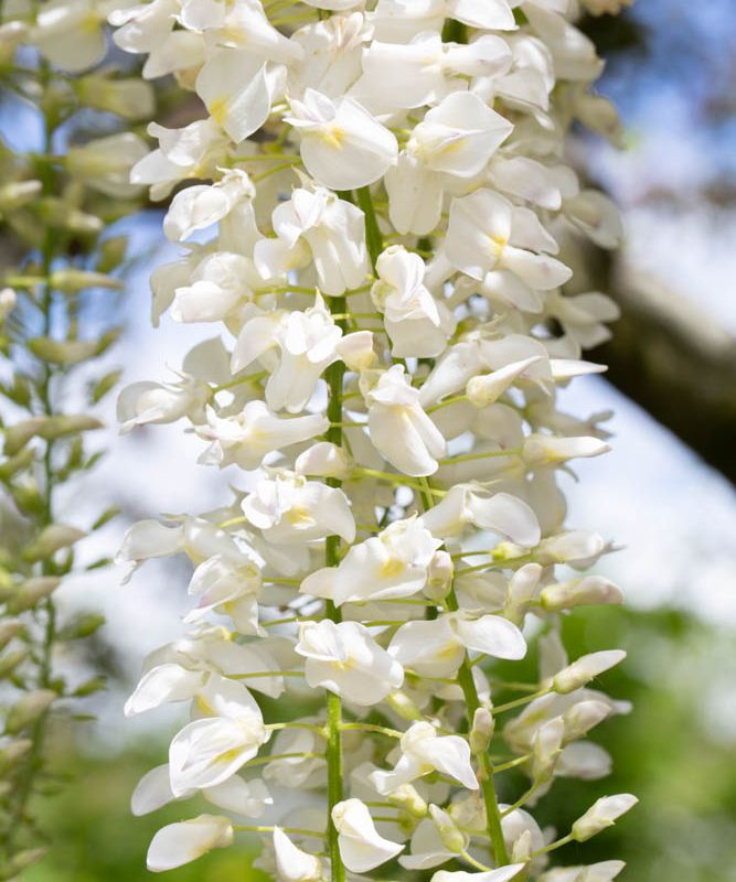 Wisteria floribunda 'Snow Showers'