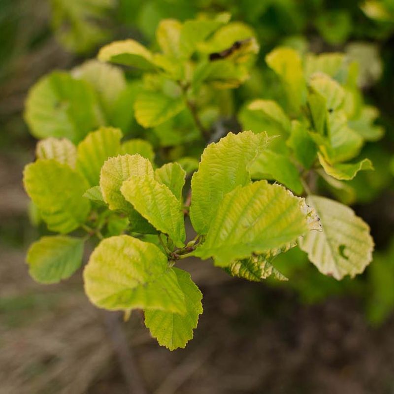 Alnus glutinosa (Hedging)