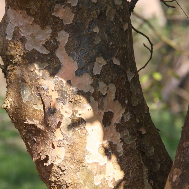 Parrotia persica