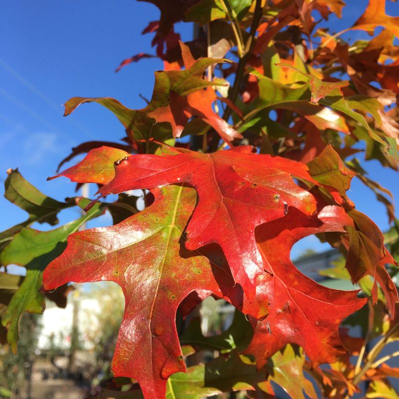 Trees for Autumn Colour 17