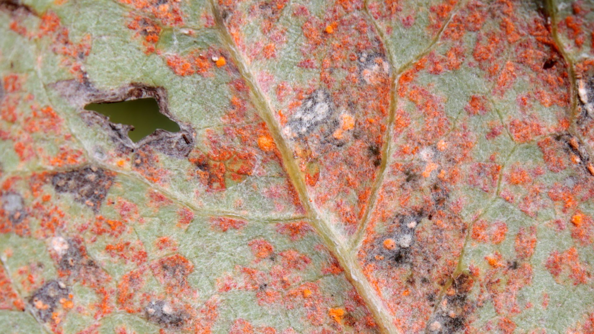 rust, Disease and Pest
