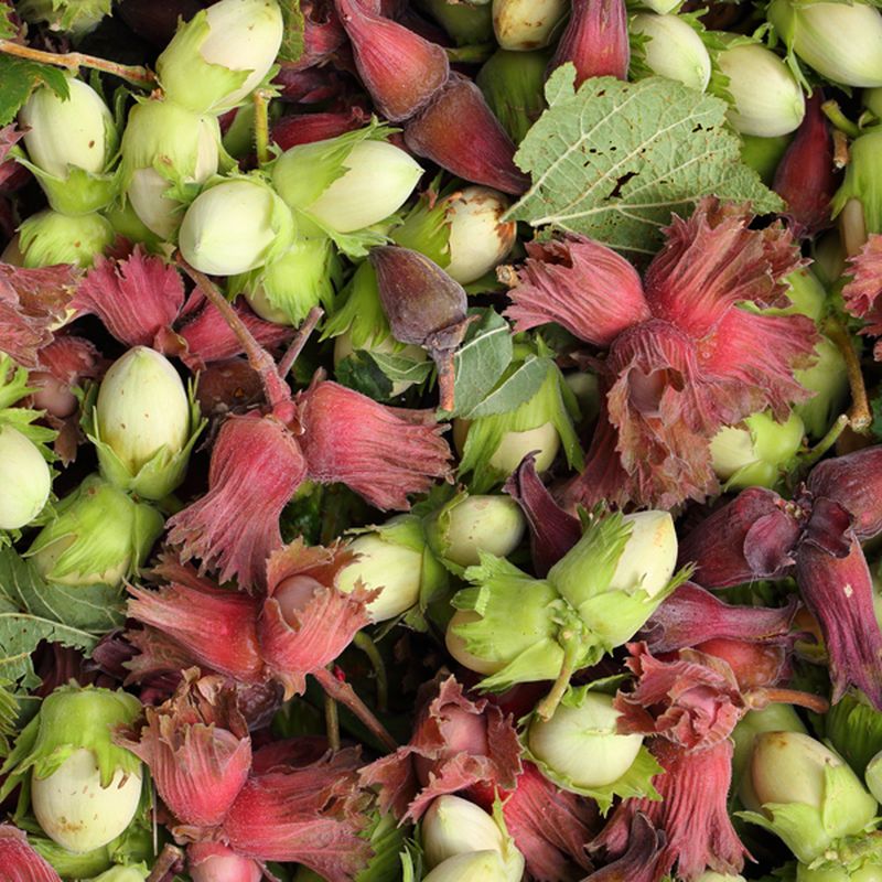 Hazel, Cobnuts, Walnuts and Chestnuts