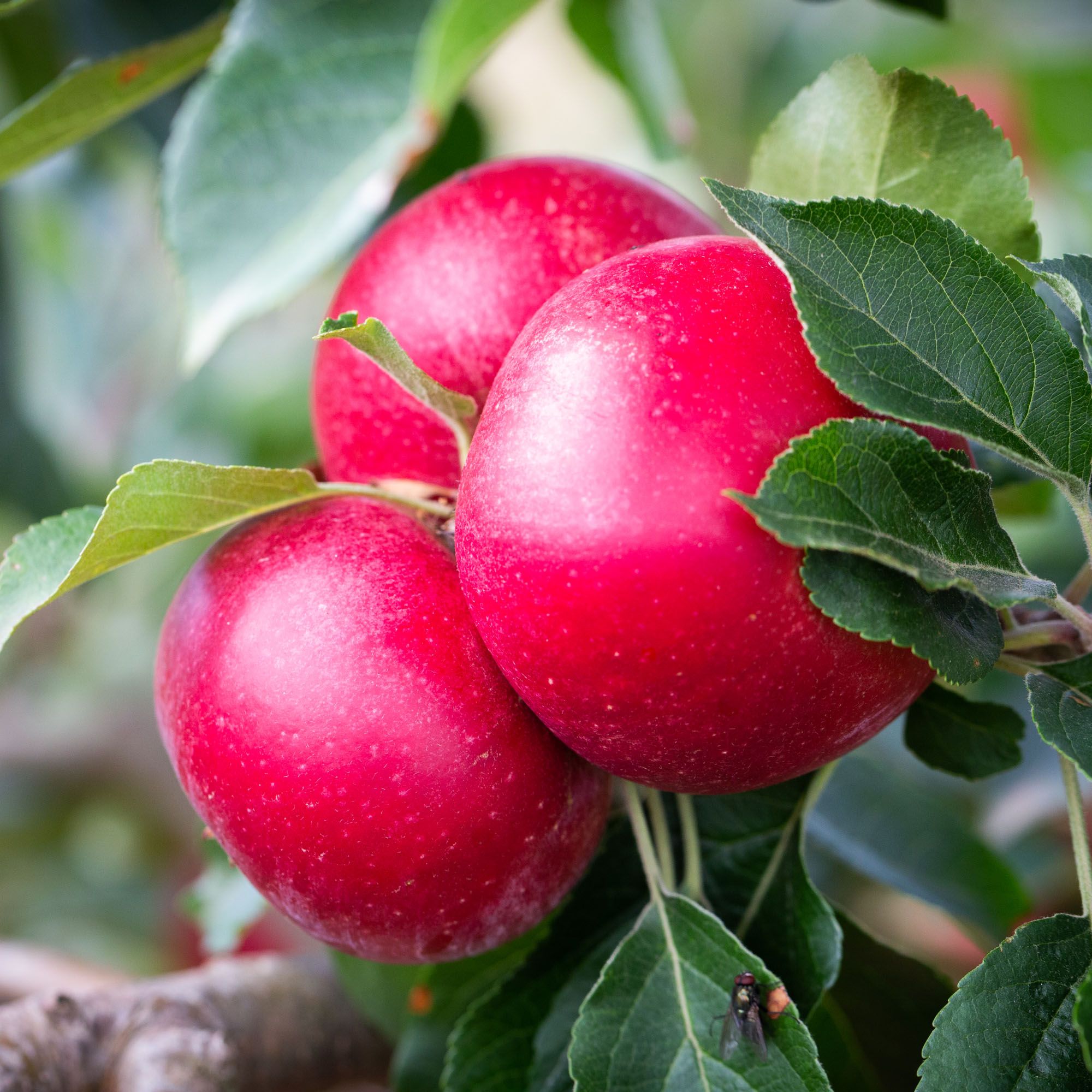 Apple Rosette best eating apple 