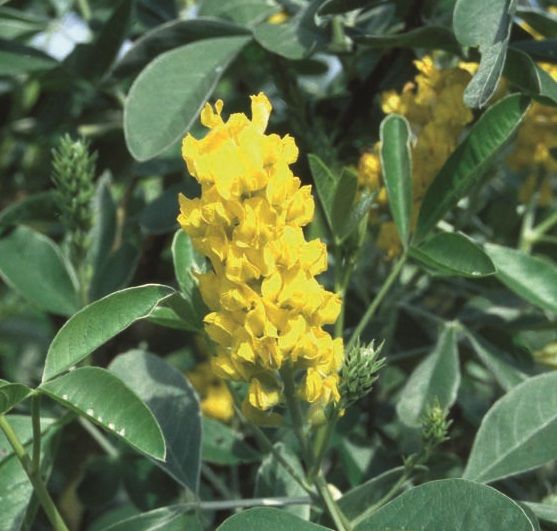 Cytisus battandierii