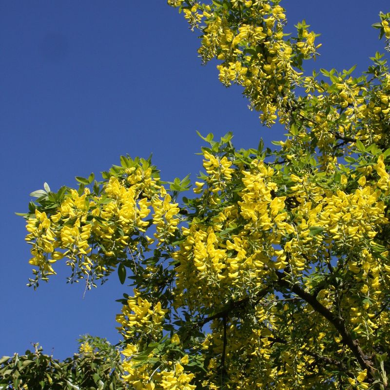 Laburnum x waterii 'Vossii'