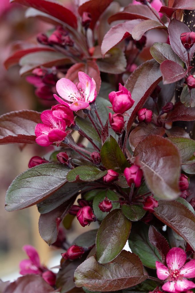 Malus 'Aros'®