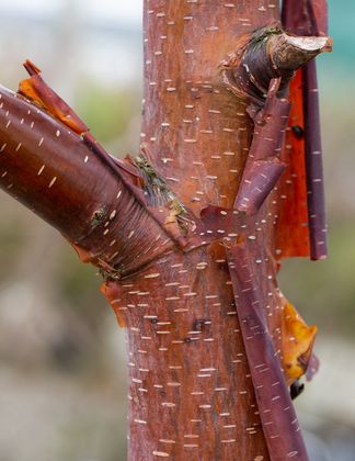 Betula utilis 'Cinnamon'