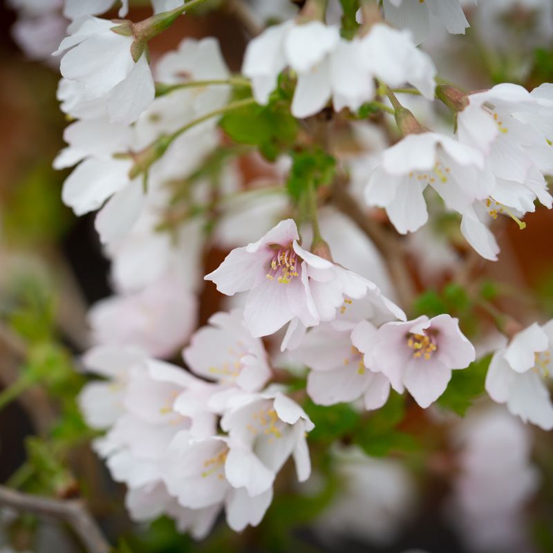 Prunus incisa 'Kojo-no-mai'