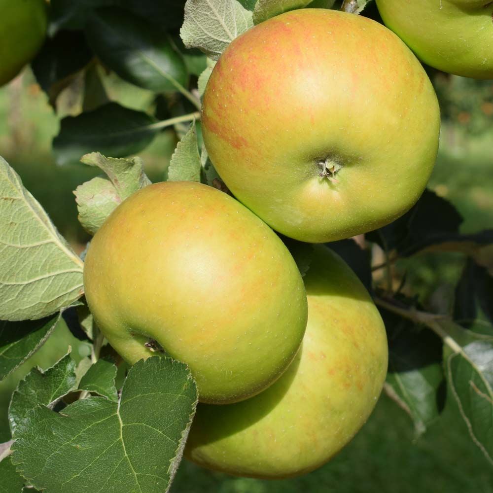Provenance of English Apples, Bramley's Seedling