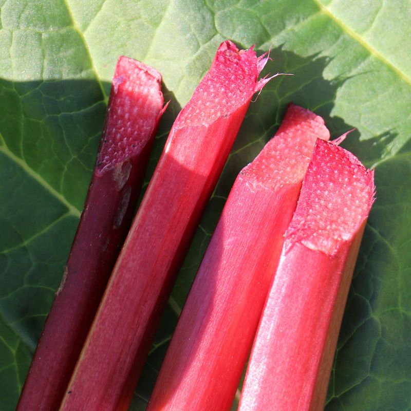 Canada Red