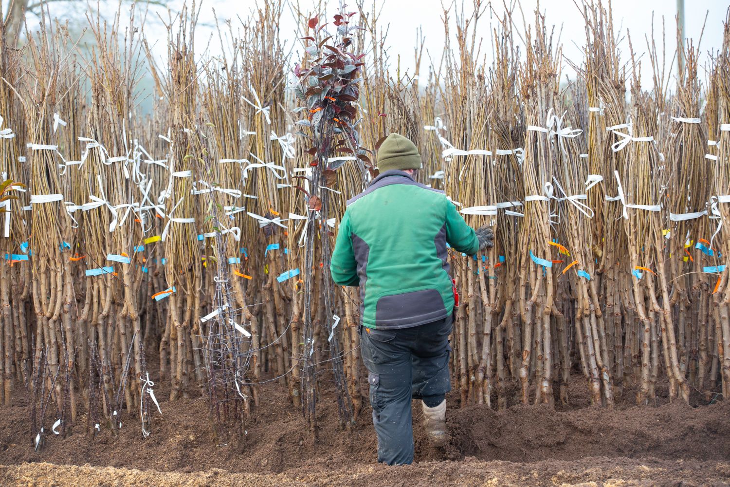 Bare Root Tree Heeling In Bay