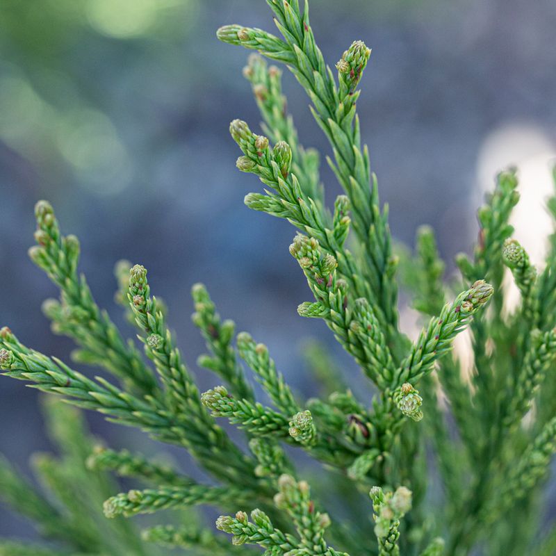 Cryptomeria japonica 'Gracilis'