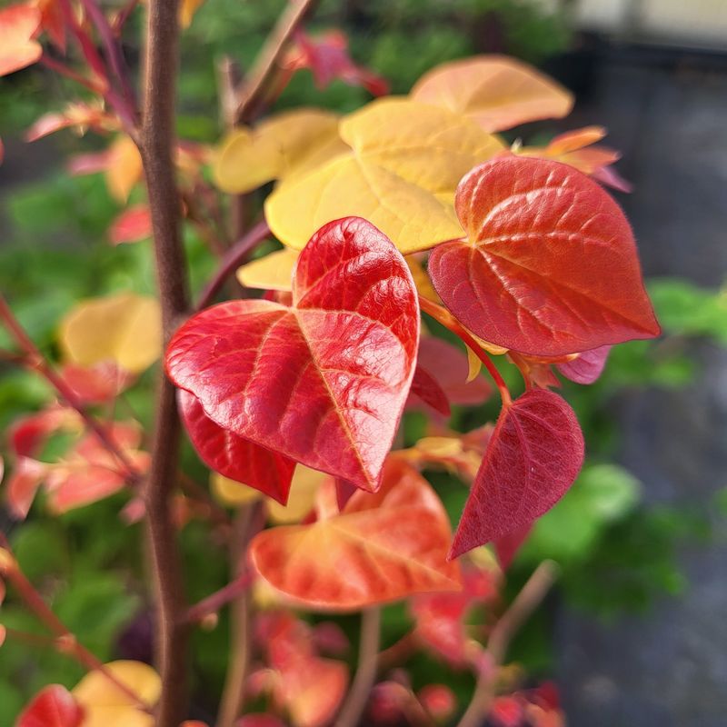 Cercis Hearts a Fire from Frank P Matthews