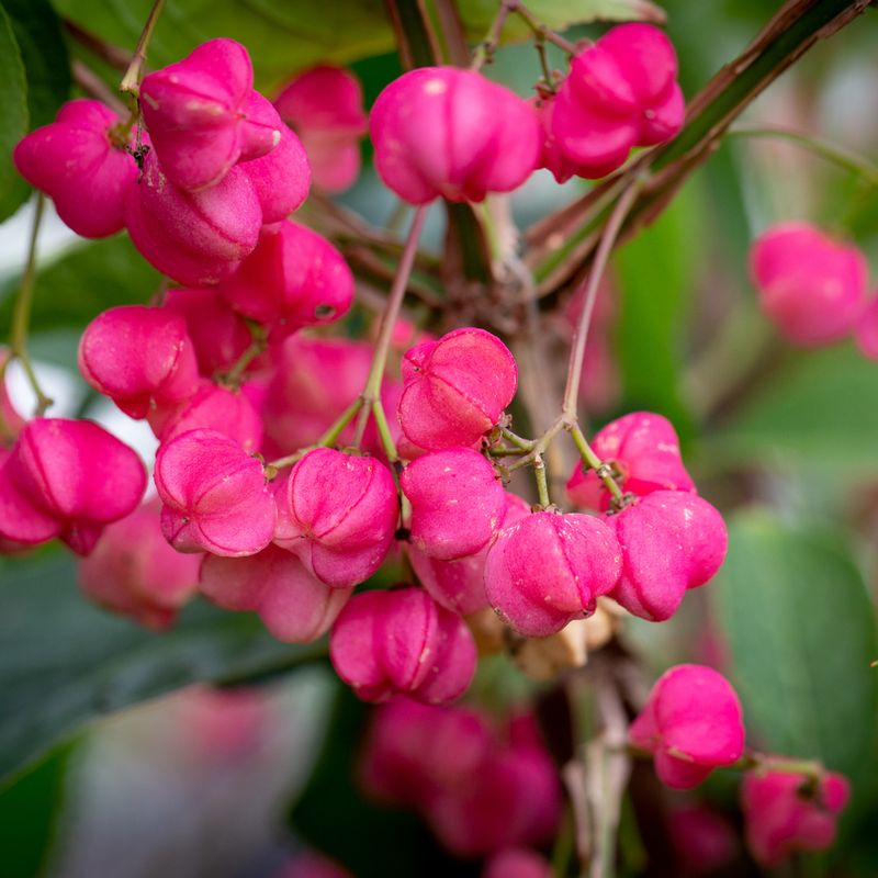 Euonymus phellomanus