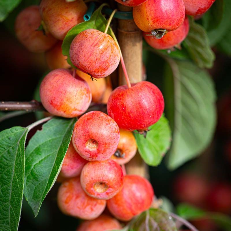 Malus 'Evereste'