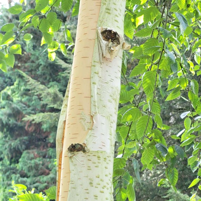 Betula utilis var. jacquemontii 'Silver Shadow'