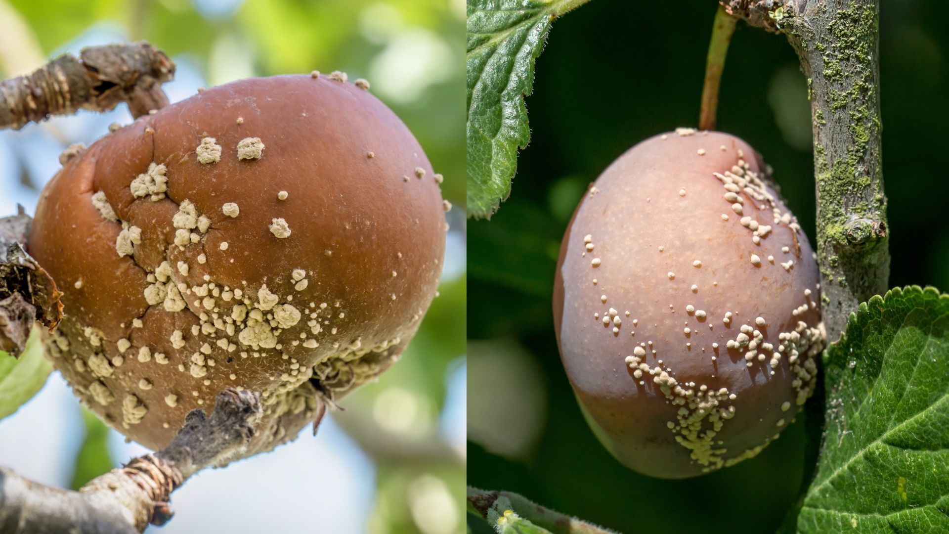 brown rot