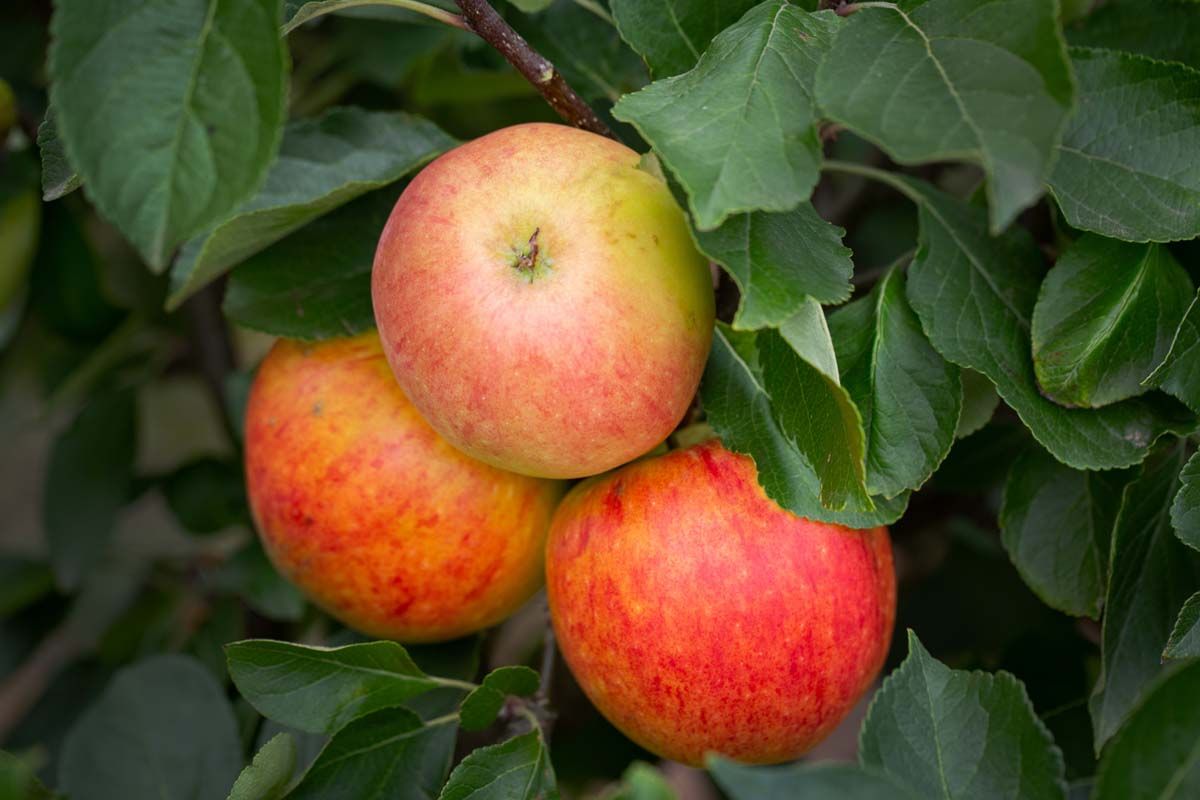 Apple James Grieve