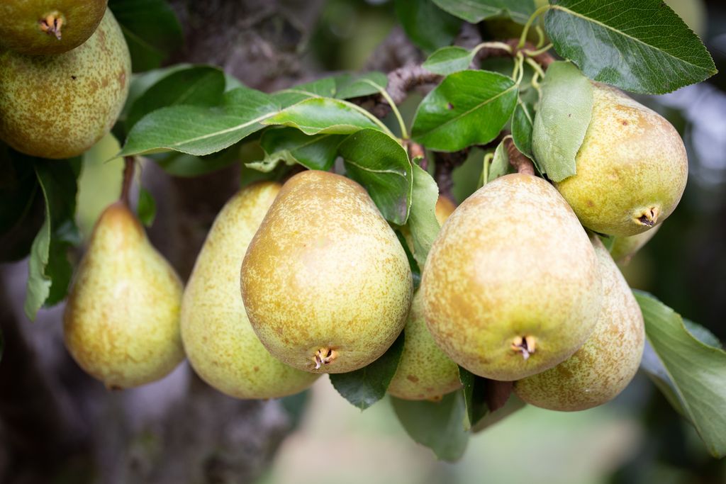 Pear trees for a North-Facing Garden